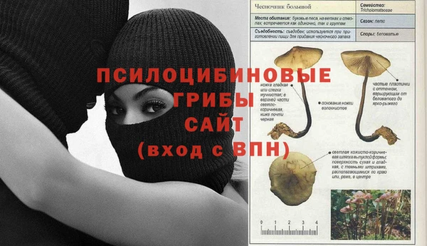 индика Абаза